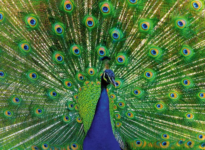Ravensburger Puzzle - Colorful animals : Peacock - 500 Pieces
