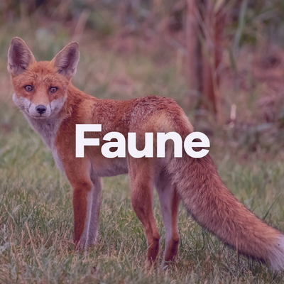 Image Faune
