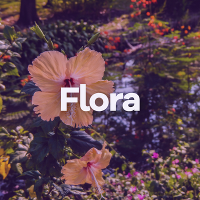 Image Flora