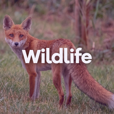 Image Wildlife