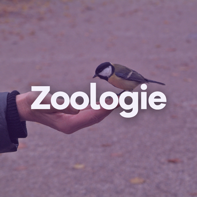 Image Zoologie